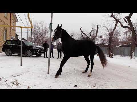 Видео: цыганские кони