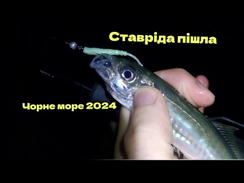 Видео: Ставрида пішла.Рибалка на СТАВРІДУ 2024.Готуем смачну сушену ставріду.