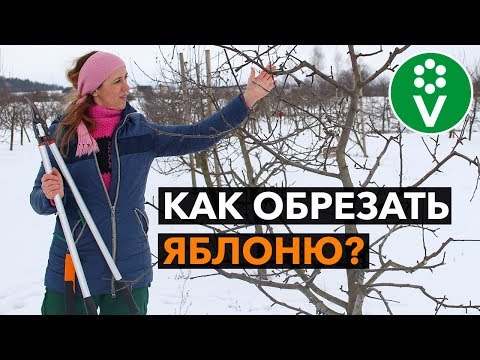 Видео: ЗОЛОТЫЕ ПРАВИЛА ОБРЕЗКИ ЯБЛОНИ. Теперь все понятно!