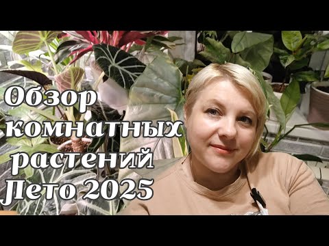 Видео: ОБЗОР коллекции моих растений | Лето 2025 | ХОЙИ, АЛОКАЗИИ, ФИЛОДЕНДРОНЫ, АГЛАОНЕМЫ, Фикус, 