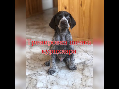 Видео: Тренировка щенка курцхаара!