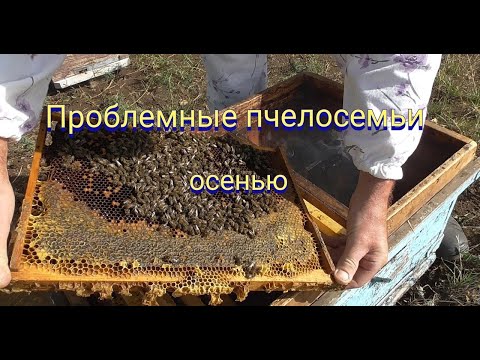 Видео: Проблемные семьи на пасеке выявляются осенью