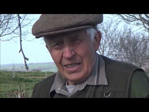 Видео: О подготовке сада к зиме. Борьба с морозобоинами. Апрель 2025