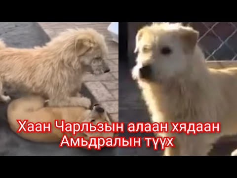Видео: Хаан Чарльз нохойны Амьдрал алаан хядааны түүх Гоё түүхүүд King Charles Chang Mao dog history Alpha