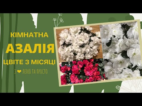 Видео: Кімнатна АЗАЛІЯ як доглядати, щоб ЦВІЛА 3 МІСЯЦІ 🌿🌺🌸  мій досвід 🌿🌺🌸