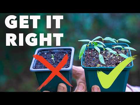 Видео: Мастер-класс по выращиванию семян: мой план успеха на каждый раз