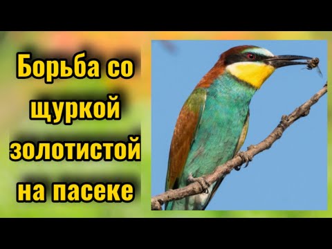Видео: 🟠Метод против щурок. 🟢Необычный способ работает! 🔴Пчеловодство 2021