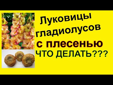 Видео: 🌹Плесень на  луковицах гладиолусов ❗ Что делать?