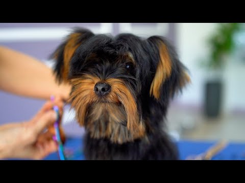 Видео: 4-МЕСЯЧНЫЙ ЙОРКШИРСКИЙ ЩЕНОК, ПЕРВЫЙ УХОД ✂️❤️🐶 Такой милый!!