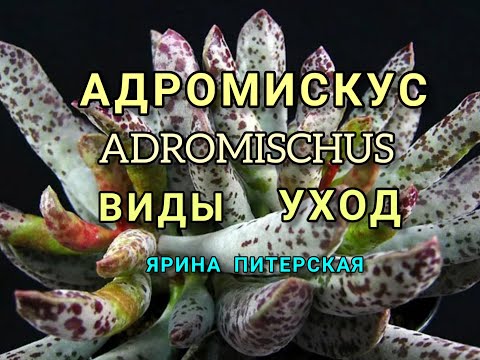 Видео: Адромискус.Виды. Уход.