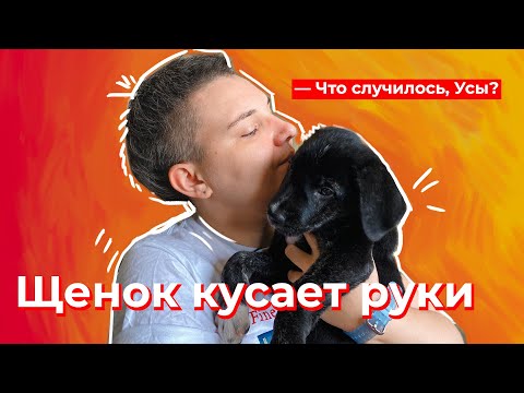 Видео: Что случилось, Усы? Щенок кусает руки