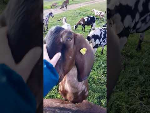 Видео: Решили выйти с козами на свежую травку.