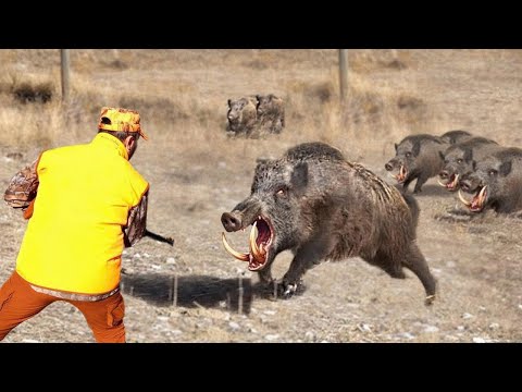 Видео: Невероятная встреча с диким кабаном — склон холма превращается в поле боя! Лучшая охотничья лапа ...