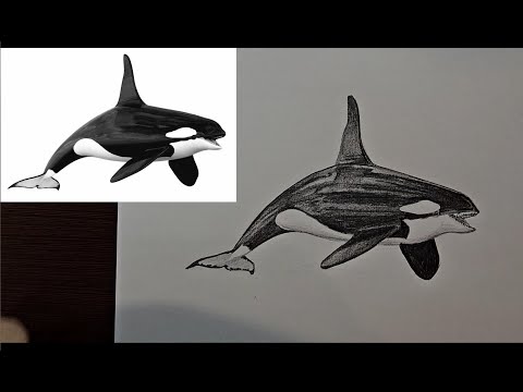 Видео: Как нарисовать косатку Как нарисовать касатку