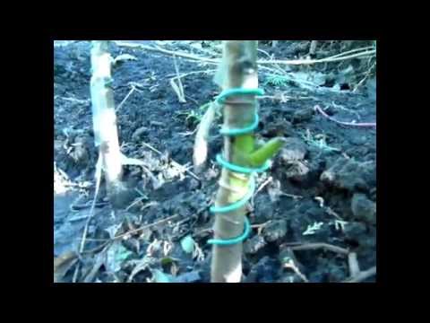 Видео: Прививка ореха с Жадан В.М. 12-й день (walnut grafting, 12 day results)