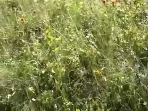 Видео: ФРАГМЕНТЫ ШИНАЗСКОЙ ДОЛИНЫ