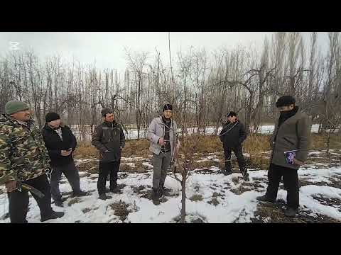 Видео: Интенсивдуу гилас тарбиялоо