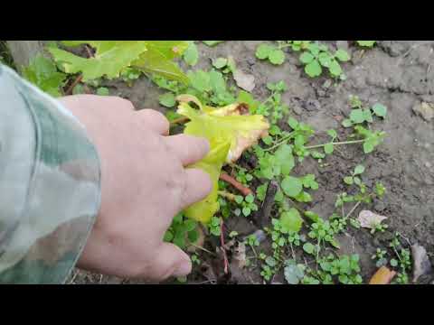 Видео: Состояние двухлетних саженцев винограда на 18 октября 2025 г.