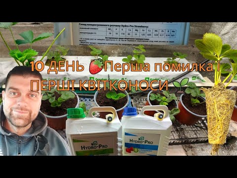 Видео: 10 день експерименту: суниця Мурано на мінваті та торфі — перші квітконоси і помилка з сіркою