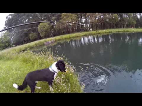 Видео: ловля форели на платнике