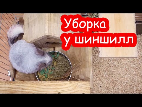 Видео: Генеральная уборка у Нюши и Крошика