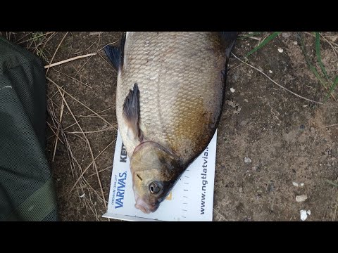 Видео: Судак на хвостик VS Лещ на Херабуну. Riga, Latvia.