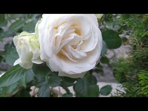 Видео: Сад моей мечты. Цветут розы Делия, Вольферданж, Пале Рояль и т. д.