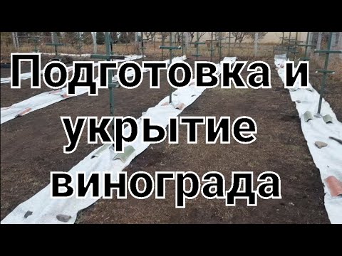Видео: Укрытие виноградника на зиму
