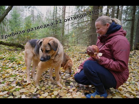 Видео: Грибная разведка 22 октября 2023. Всеволожский район.