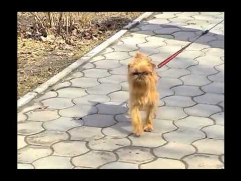 Видео: Мой дружок   гриффончик Бонька