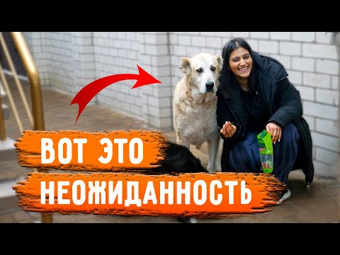 Видео: От кого пришла Посылка? кормим хвостиков. Роза исполнила в видео кое что🤣