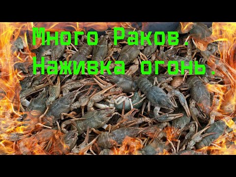 Видео: НАШЕЛ МНОГО РАКОВ. Ловля раков в оросительных каналах.