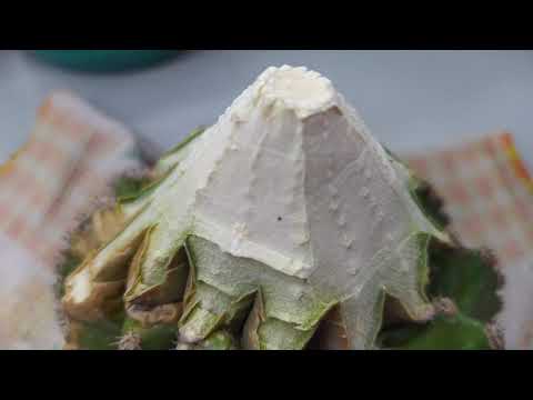 Видео: Кактус - омоложение, важный момент!