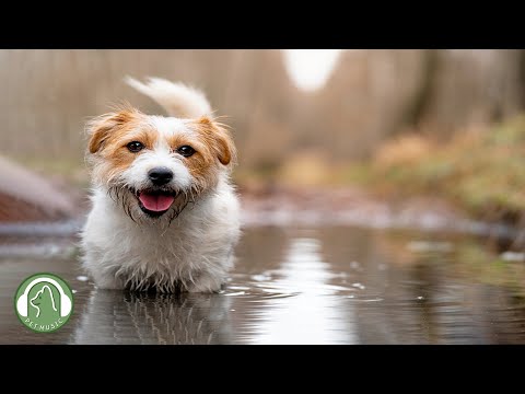Видео: Музыка для сна для собак🐶Расслабляющая музыка, которая поможет вашей собаке уснуть