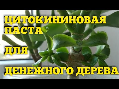 Видео: ДЕНЕЖНОЕ ДЕРЕВО. ЦИТОКИНИНОВАЯ ПАСТА. МОЙ ОПЫТ. РЕЗУЛЬТАТ ПРИМЕНЕНИЯ.