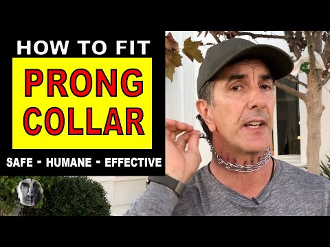 Видео: Как надеть строгий ошейник на собаку — Подбор размера и применение — Роберт Кабрал — Видео о дрес...