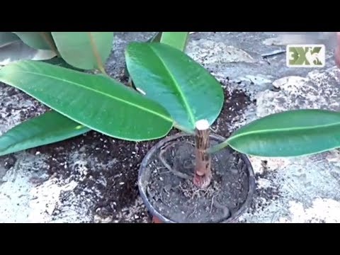 Видео: ФИКУСЫ - ЛУЧШИЕ СОВЕТЫ