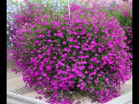 Видео: Лобелия Самые лучшие способы посева мелкопыльных семян