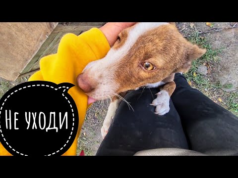 Видео: Спустя неделю навестила ДОЗОРЧИКА, завезла корма, купила будку.