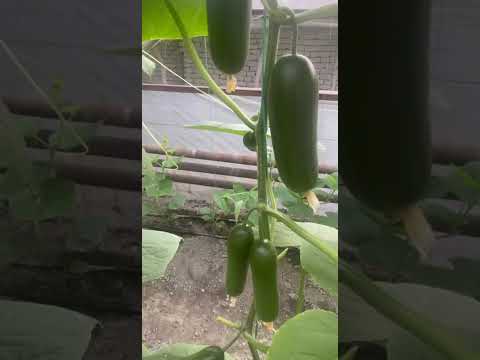 Видео: Эсперо