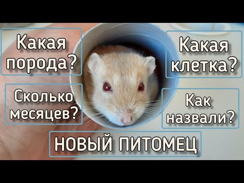 Видео: НОВЫЙ ХОМЯК