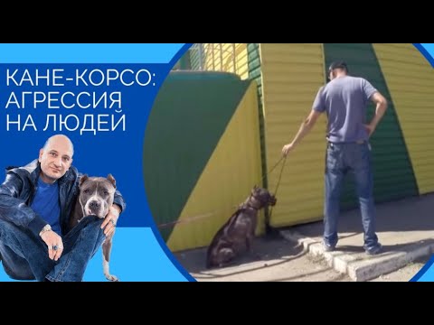 Видео: Кане-корсо: агрессия на людей и ошибки владельцев