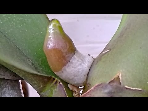 Видео: ПОЛИВАТЬ орхидеи ТОЛЬКО ТАК! КОРНИ ПРУТ, листья РАСТУТ, цветонос ПРОСЫПАЕТСЯ! ❤️такой ПОЛИВ орхидеи!