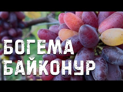 Видео: Виноград Байконур и Богема в Беларуси (08.10.22)