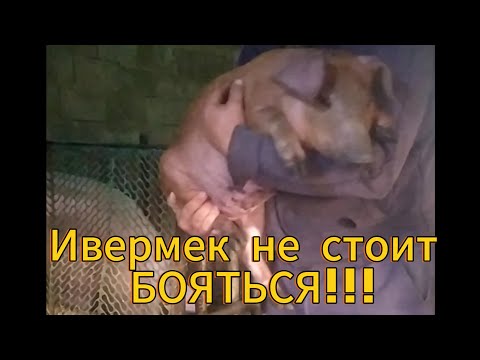 Видео: Глистогоним Паросят Ивермеком.