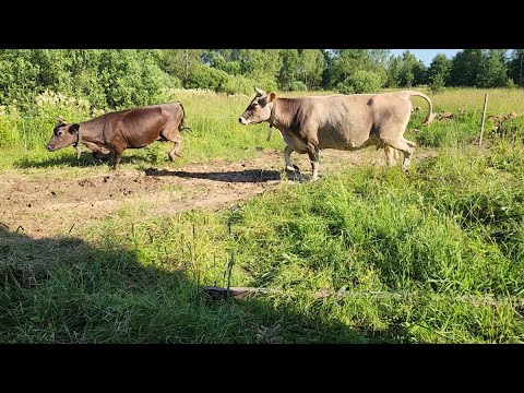 Видео: Подготавливаем поле к выпасу коров. Деревенские будни семьи в деревне.