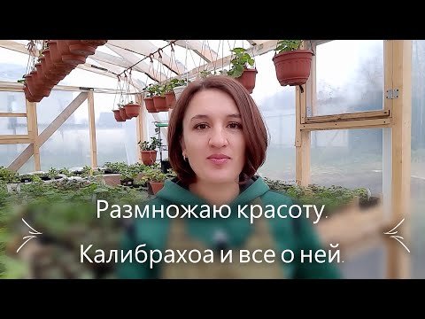 Видео: Размножаю красоту. Калибрахоа и все о ней.