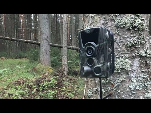 Видео: Кто живет в лесной чаще? Фотоловушка открывает тайны леса!