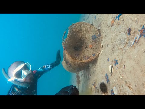 Видео: На о.Путятина. Распугали всех моржей и съели всех ежей!