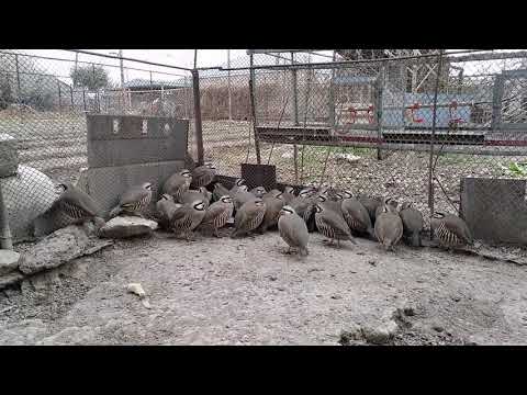 Видео: #Куропатка кеклик #птицы